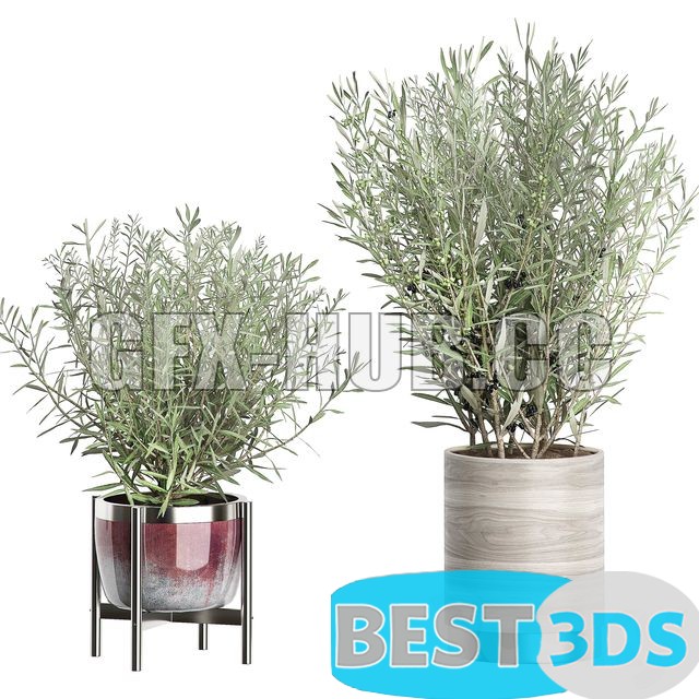 Modèle 3D de INTERIOR OLIVE TREE PACK 66