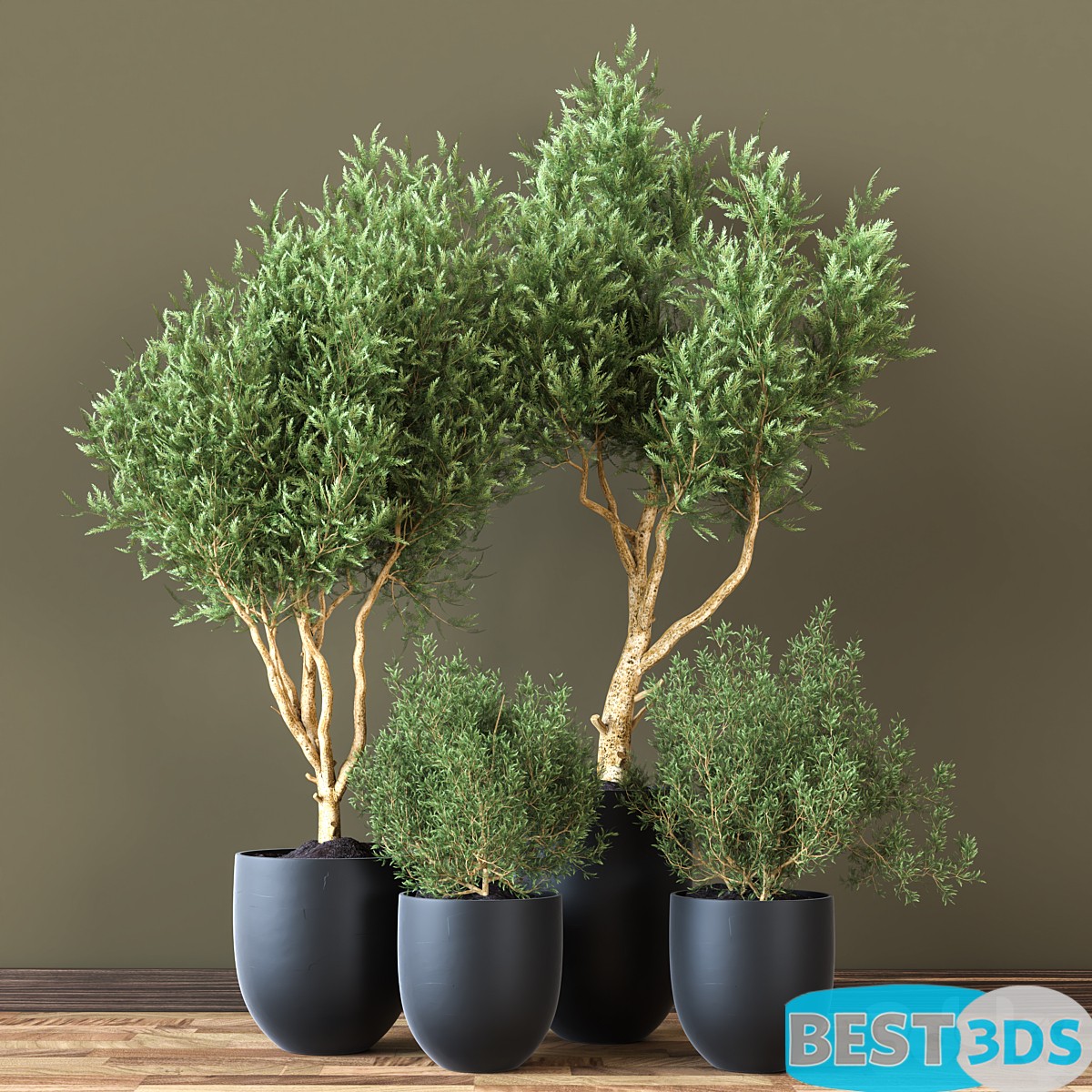Modèle 3D de Indoor Plant 19