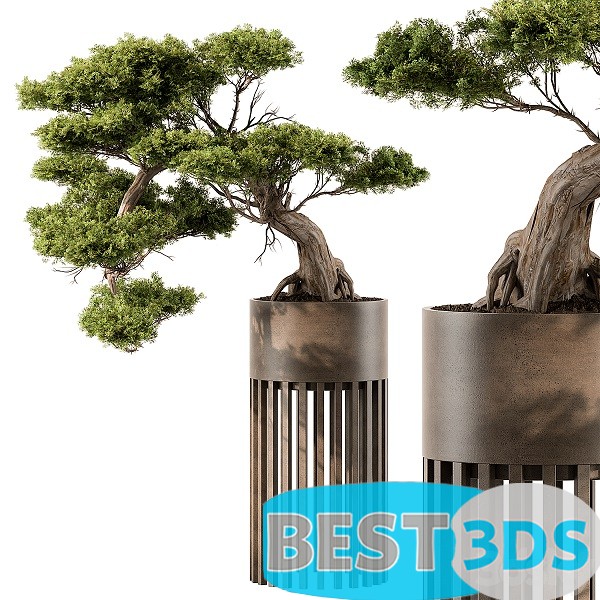 Modèle 3D de Indoor Plant 455 Bonsai Plant