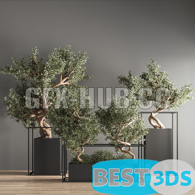 Modèle 3D de Indoor Plant Bonsai Set 24