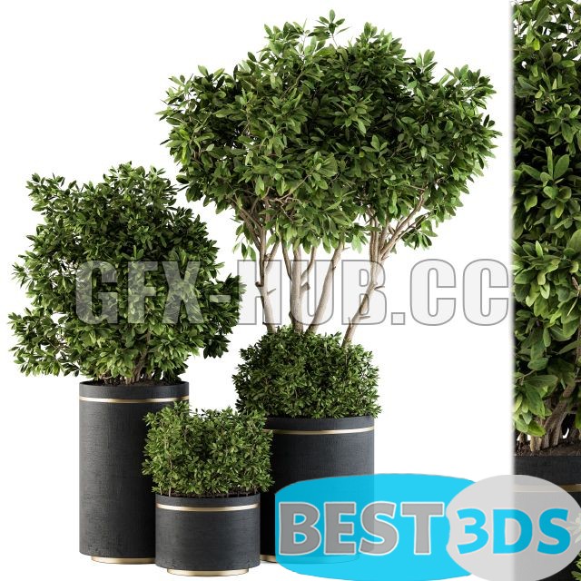 Modèle 3D de Indoor Plant Set 105 Black and Gold