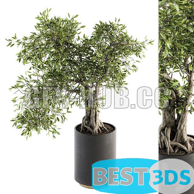 Modèle 3D de Indoor Plant Set 207 Big Bonsai in Pot 0
