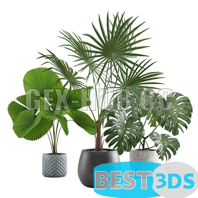 Modèle 3D de Indoor exotic plants pack 09
