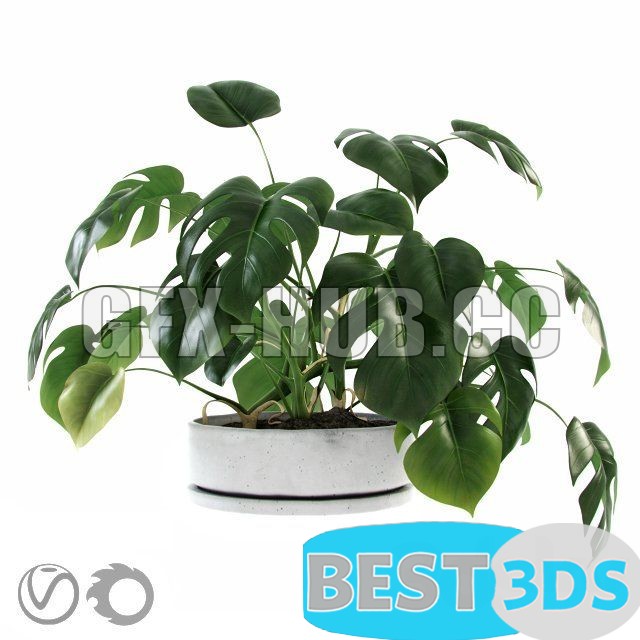 Modèle 3D de Liana Monstera