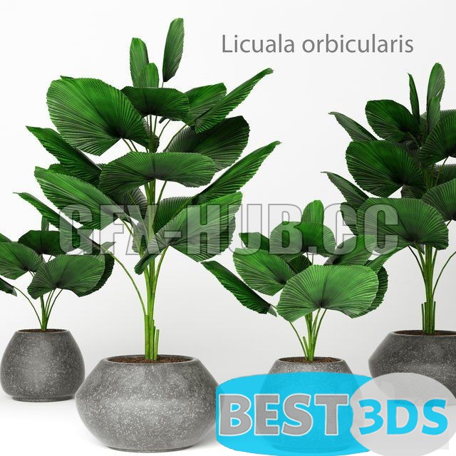 Modèle 3D de Licuala orbicularis 2