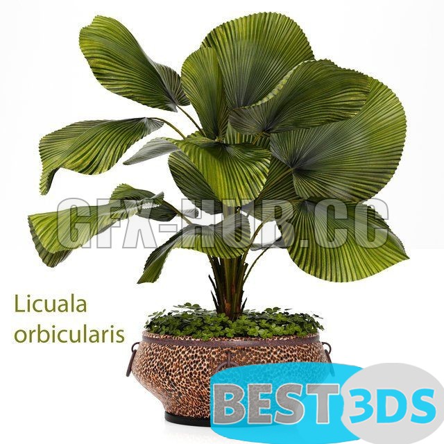 Modèle 3D de Licuala plants 09