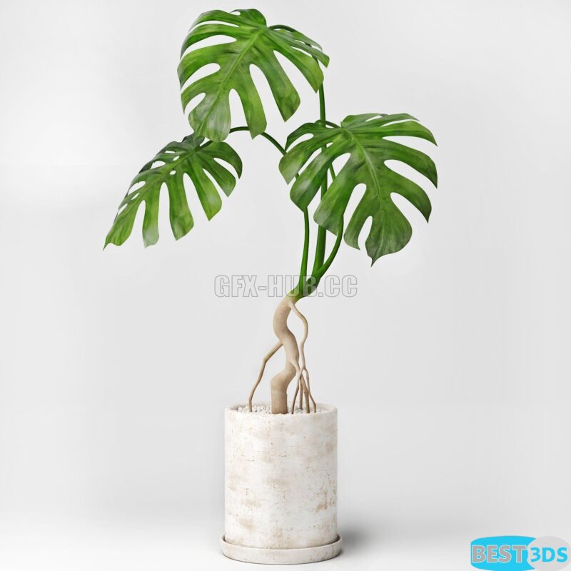Modèle 3D de Monstera 3