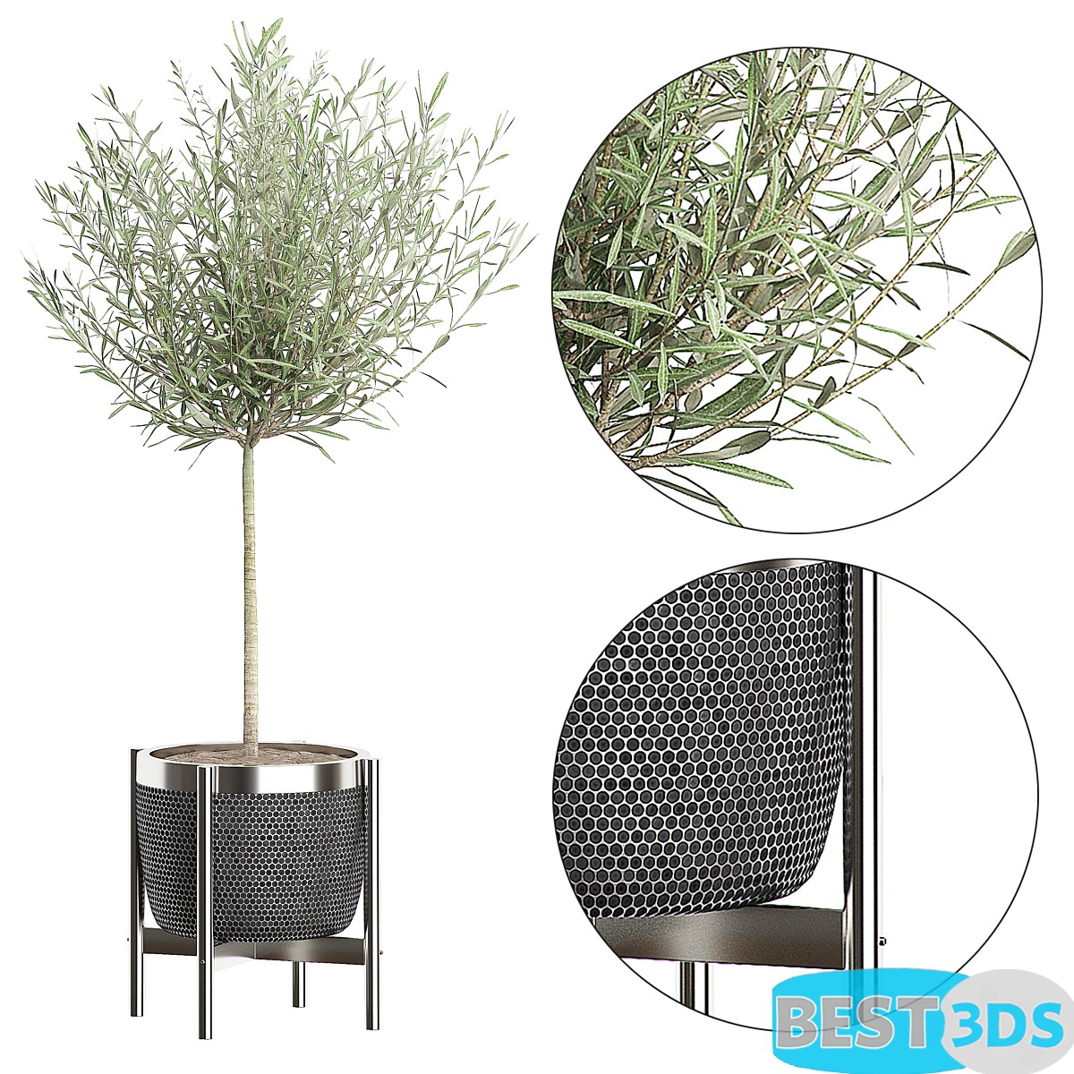 Modèle 3D de OLIVE TREE 67