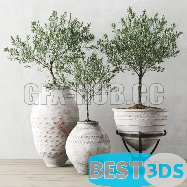 Modèle 3D de Olea europaea in antique Mediterranean Vessels