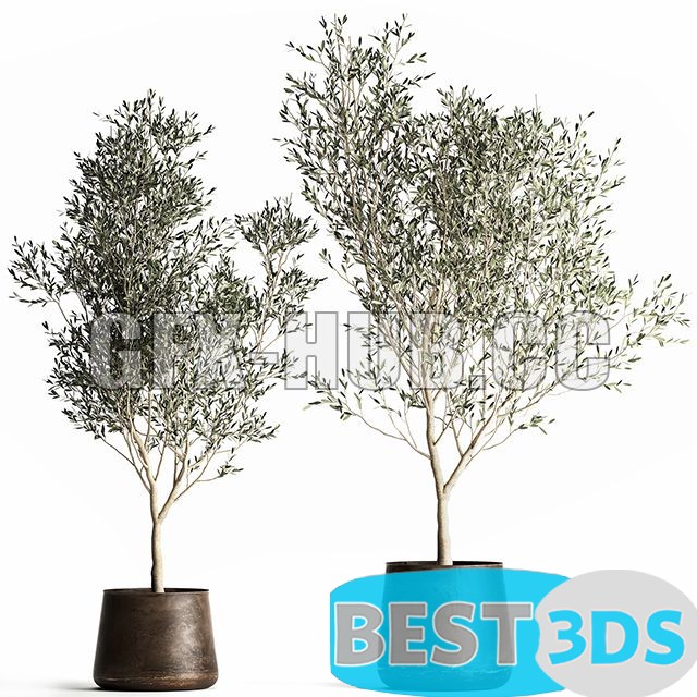 Modèle 3D de Olive Trees 968