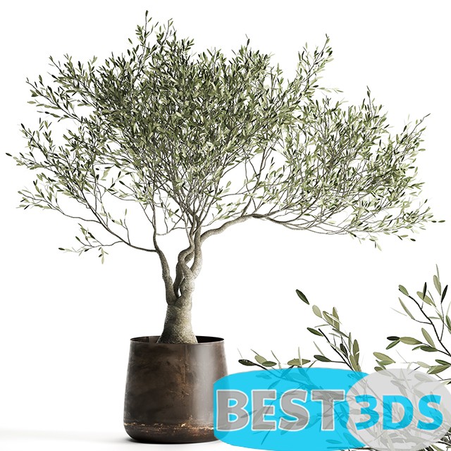 Modèle 3D de Olive tree 969: olive, tree, metal pot, landscaping, outdoor, rust