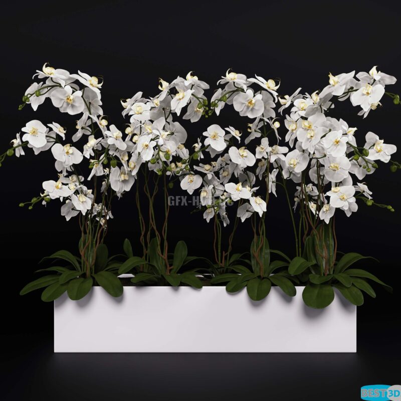 Modèle 3D de Orchid 4