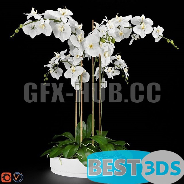 Modèle 3D de Orchid 5