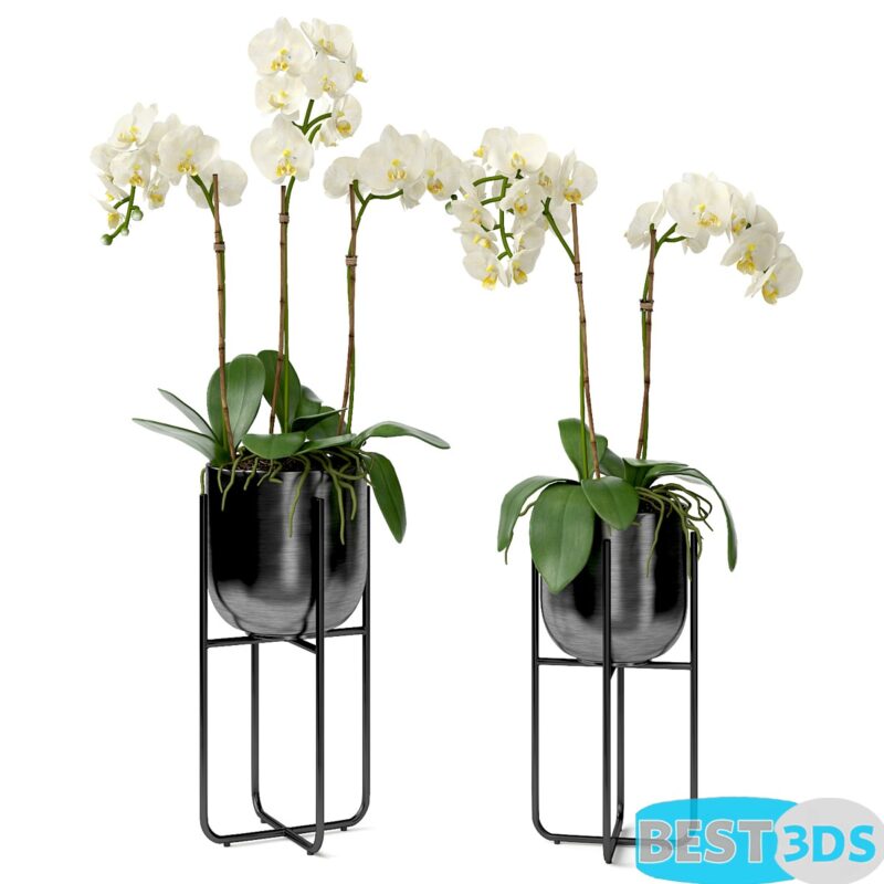 Modèle 3D de Orchid in a Pot