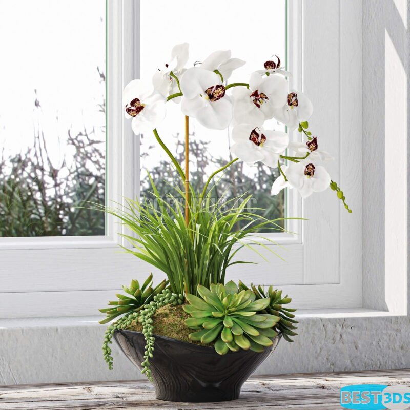 Modèle 3D de Orchids 10