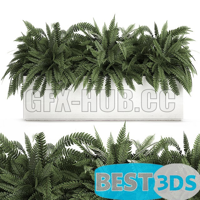 Modèle 3D de Ornamental Plant Collection 673