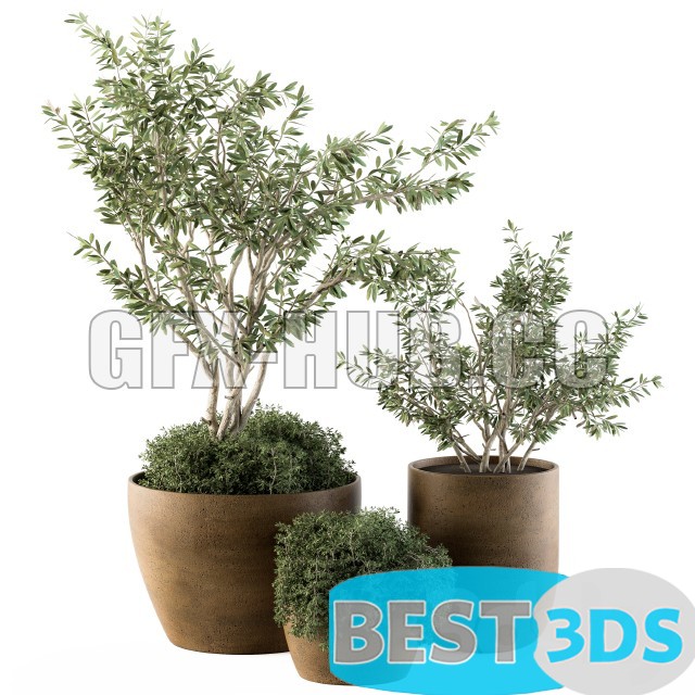 Modèle 3D de Outdoor Plants Olive – Set 79