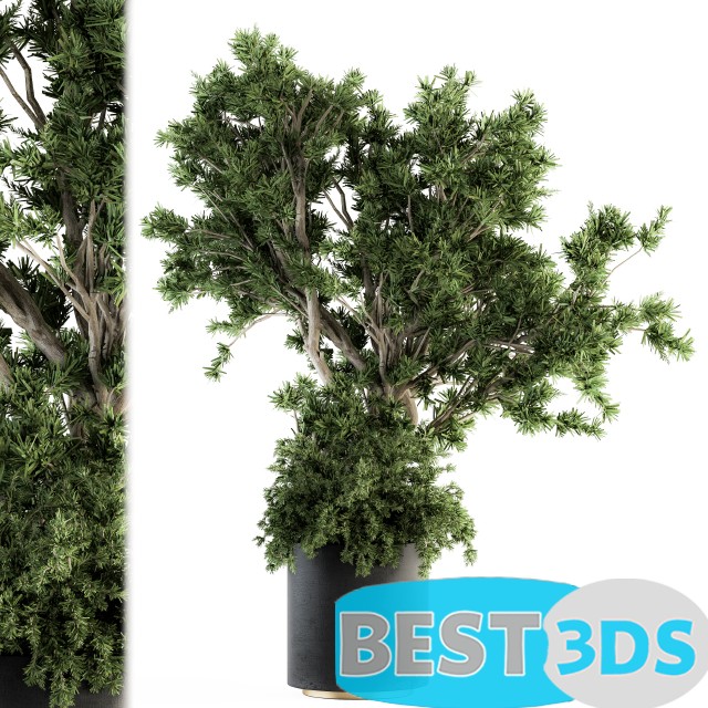 Modèle 3D de Outdoor Plants Tree in Concrete Pot Set 130