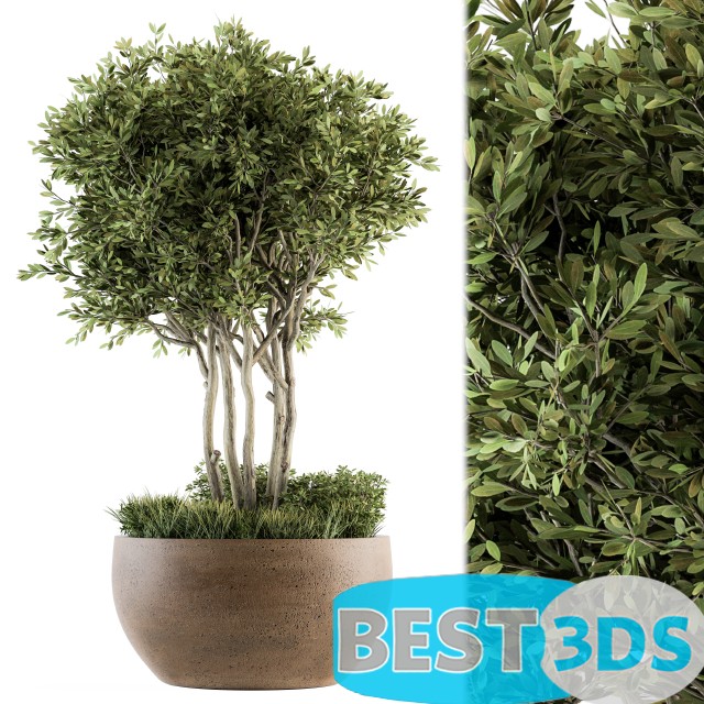 Modèle 3D de Outdoor Plants Tree in Concrete Pot Set 135