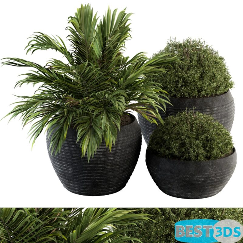 Modèle 3D de Outdoor Plants tree in Concrete Pot – Set 104