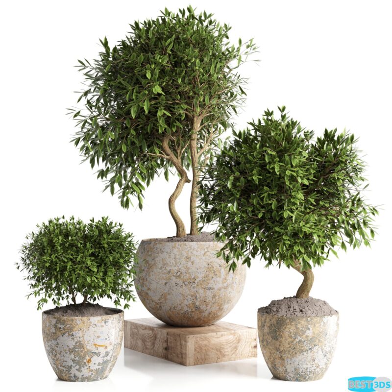 Modèle 3D de Outdoor plant in concrete pot 12