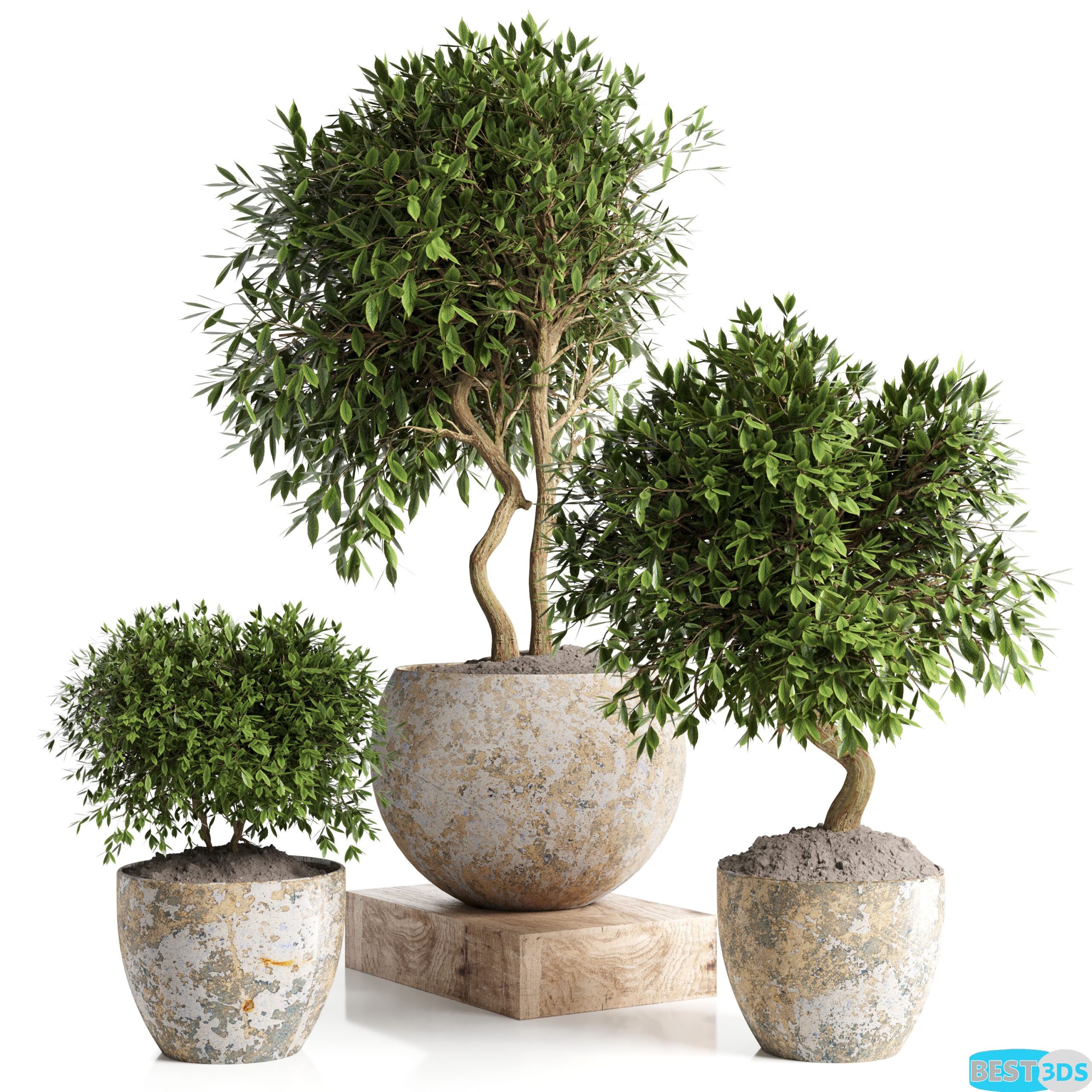 Modèle 3D de Outdoor plant in concrete pot 12
