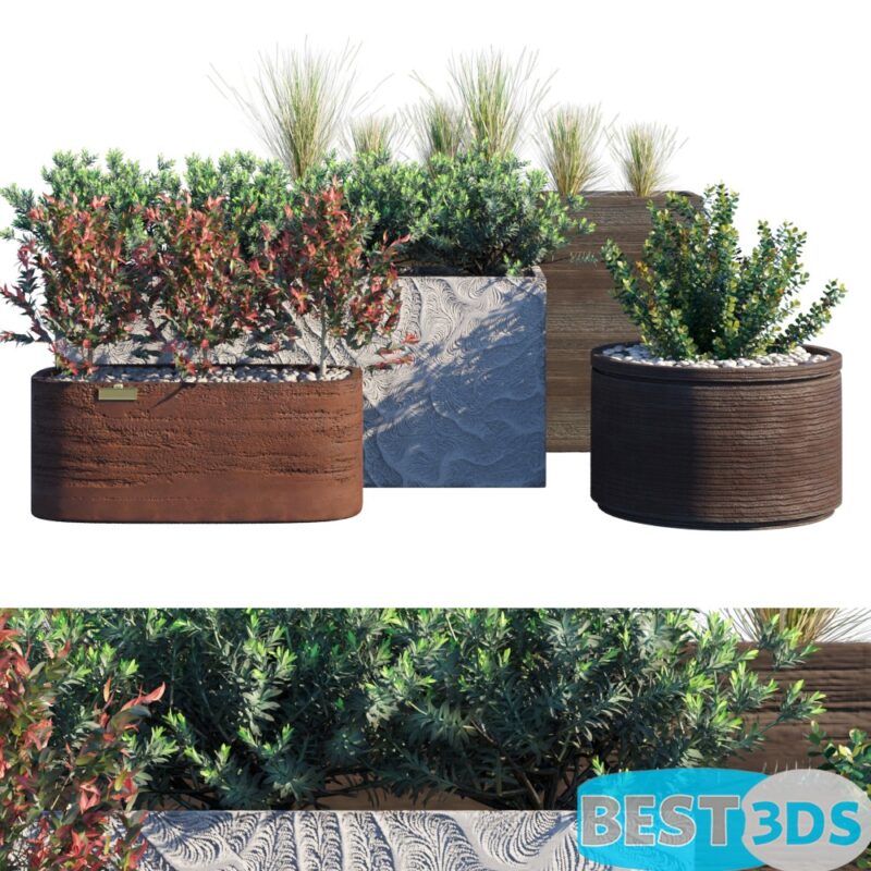 Plante d'exterieur-12