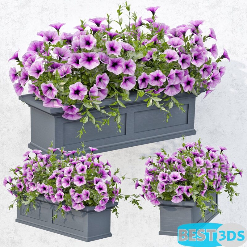 Plante fleur
