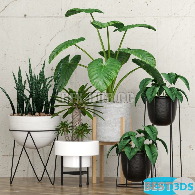 Modèle 3D de Plant 27
