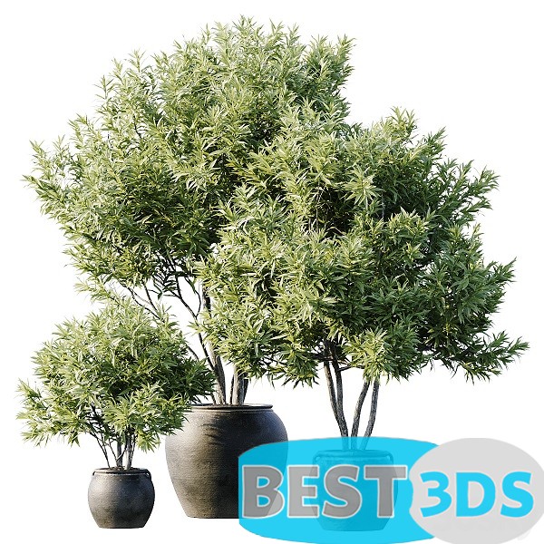 Modèle 3D de Plant 3