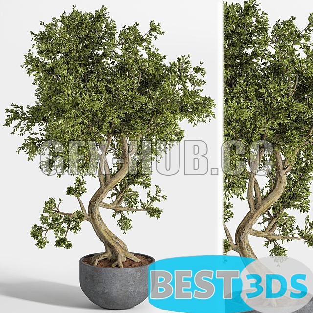 Modèle 3D de Plant Bonsai 01