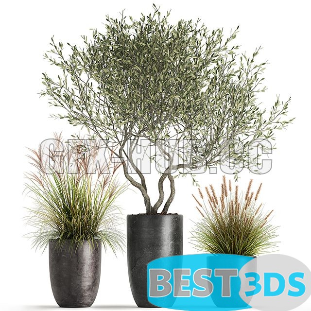 Modèle 3D de Plant Collection 1052