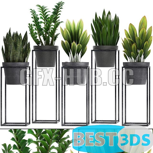 Modèle 3D de Plant Collection 240