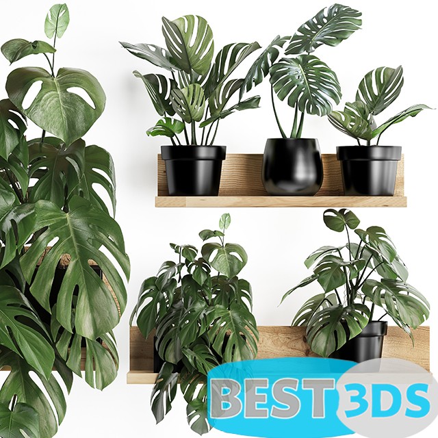 Modèle 3D de Plant Collection 403