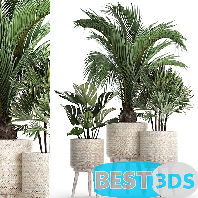 Modèle 3D de Plant Collection 427