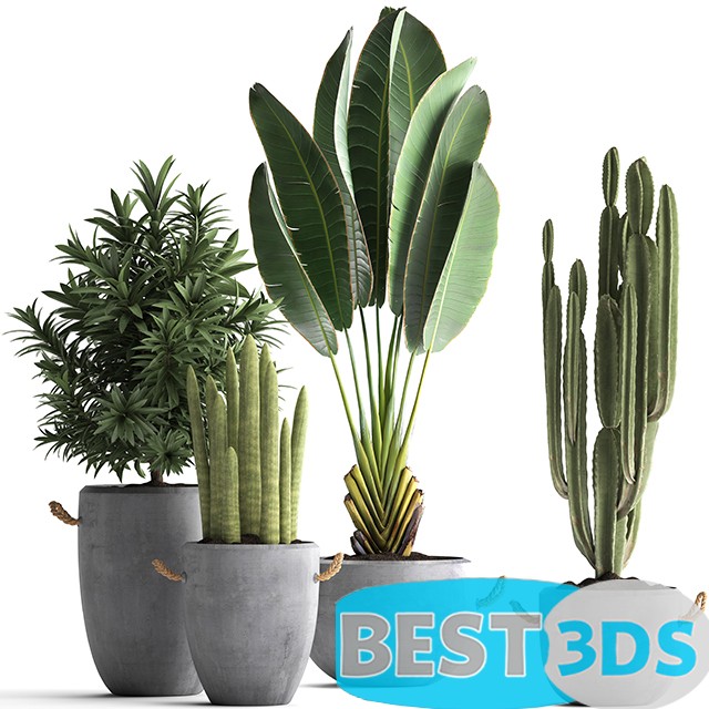 Modèle 3D de Plant Collection 434