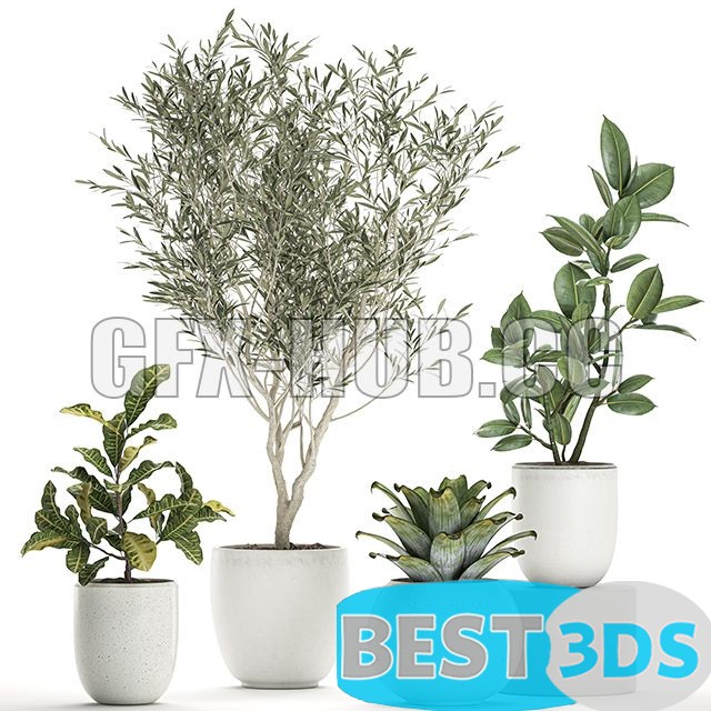 Modèle 3D de Plant Collection 676