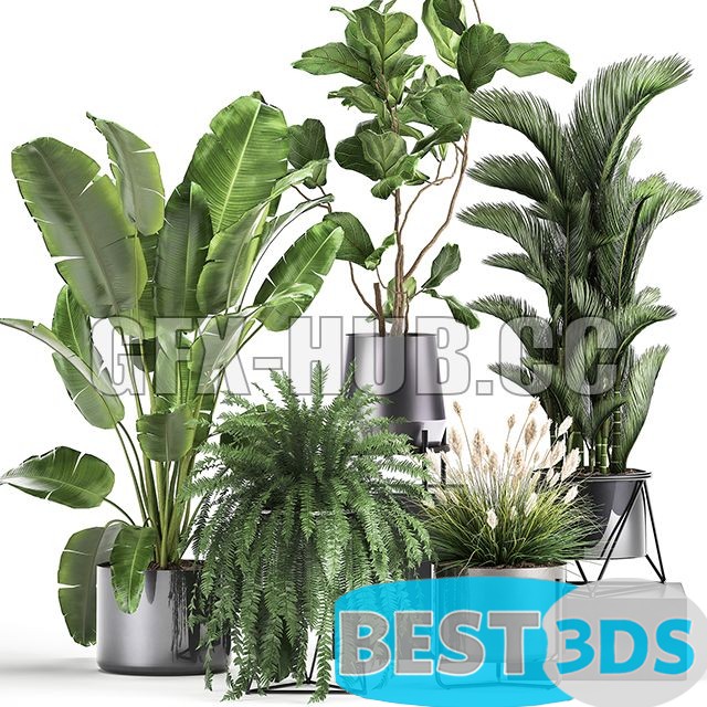 Modèle 3D de Plant Collection 996