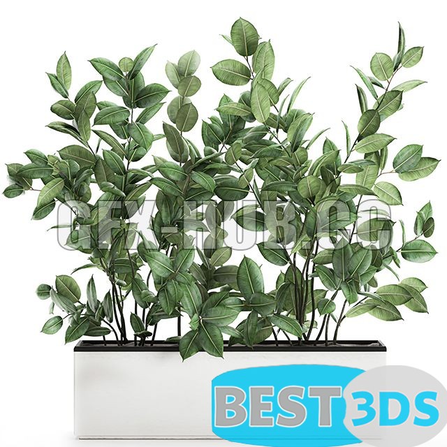 Modèle 3D de Plant Ficus Elastica 675