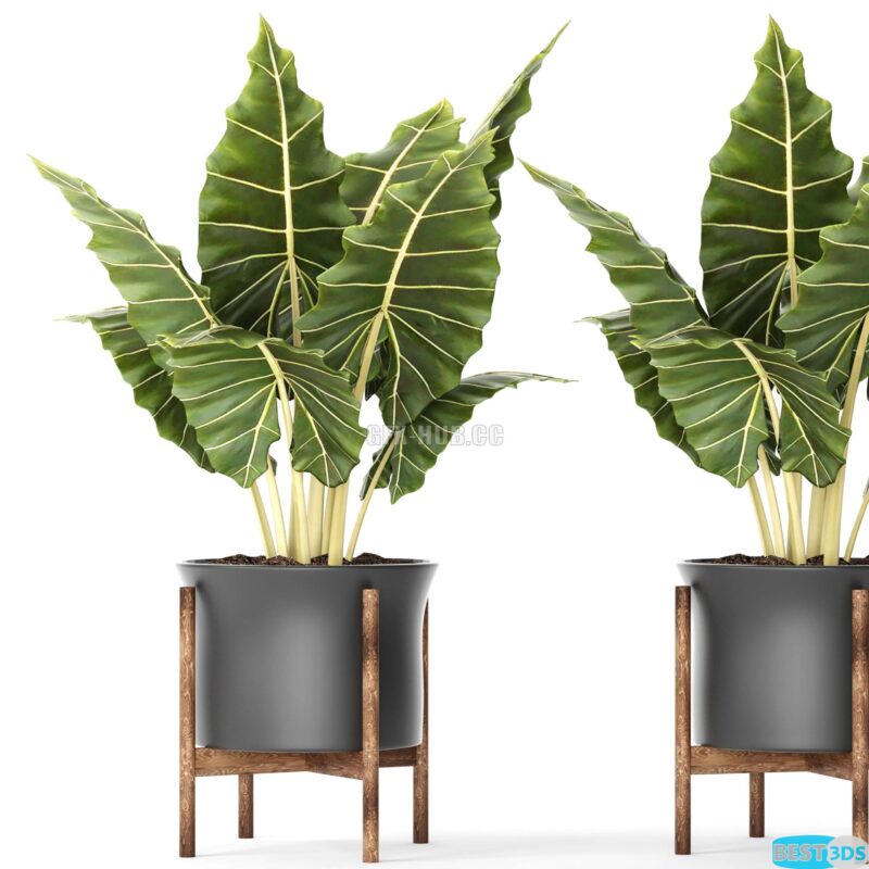 Modèle 3D de Plant Pot