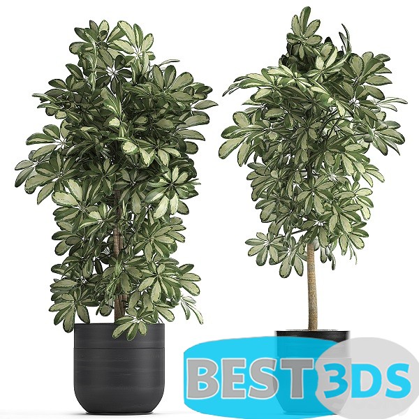 Modèle 3D de Plant Schefflera 765