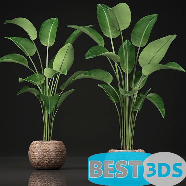 Modèle 3D de Plant Strelitzia 456