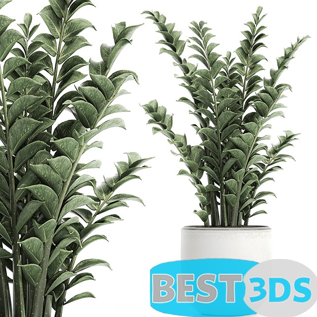 Modèle 3D de Plant Zamioculcas 616