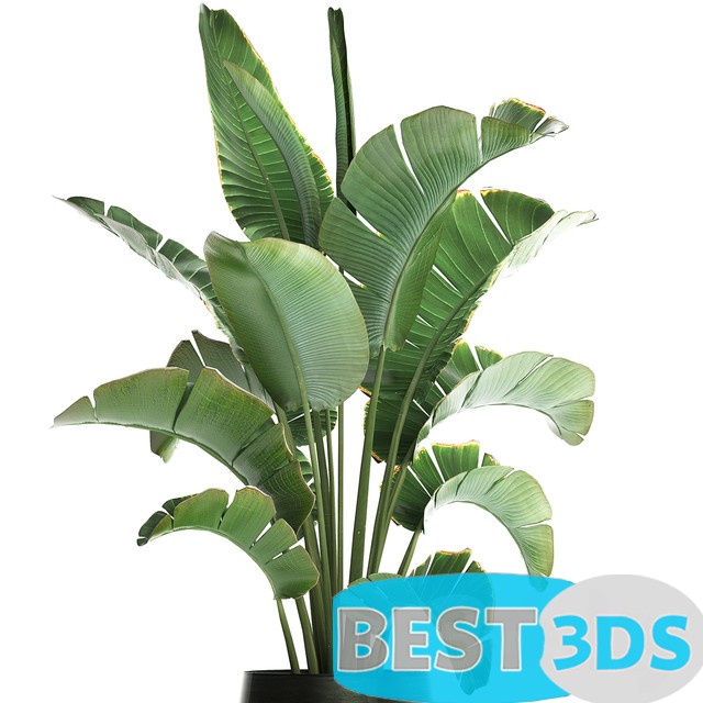 Modèle 3D de Plant banana palm 446