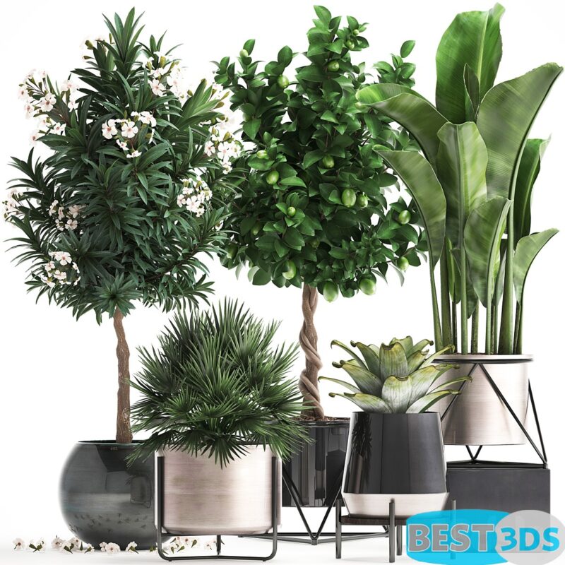 Modèle 3D de Plant Collection 297