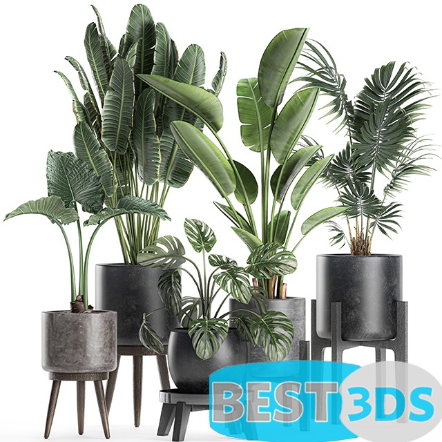 Modèle 3D de Plant Collection 659