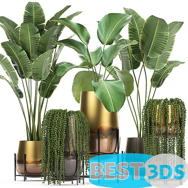Modèle 3D de Plant collection 768