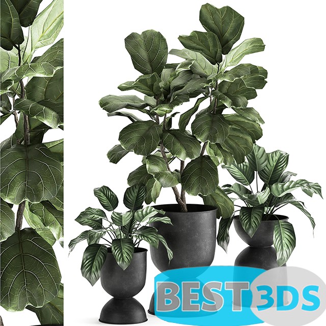 Modèle 3D de Plant collection 876