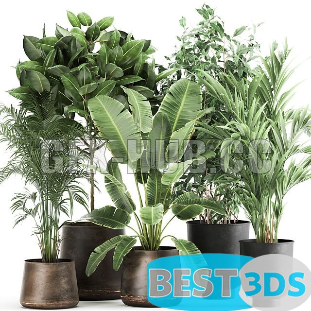 Modèle 3D de Plant collection 978 (strelitzia, ravenala, palm)