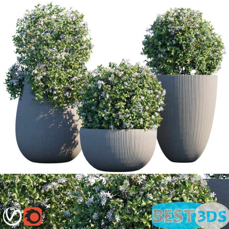Modèle 3D de Plant in pots 14 Star Jasmine